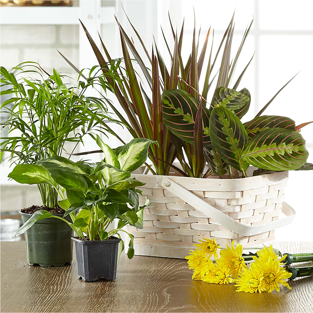 Florist Designed Blooming and Green Plants in a Basket – Taylor Florist, Billerica MA
