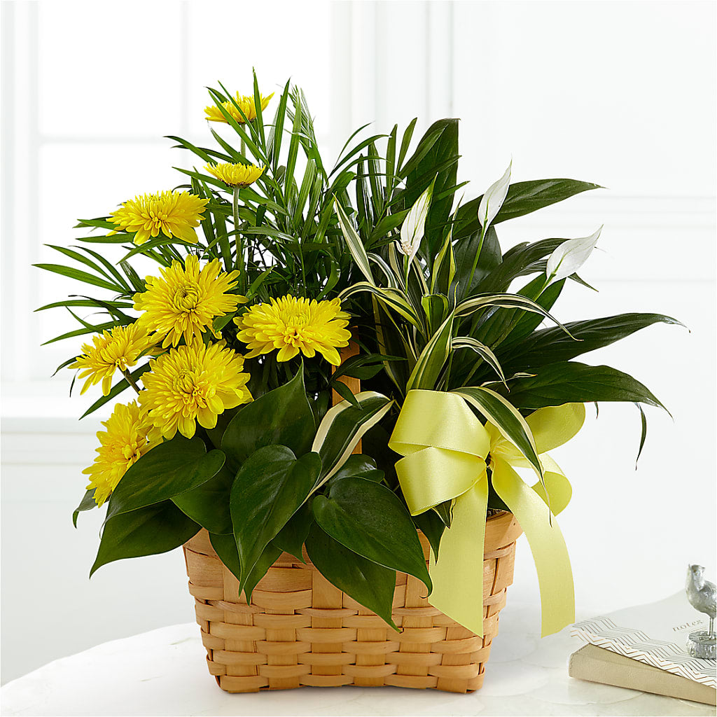Loving Light Dishgarden – Taylor Florist, Billerica MA
