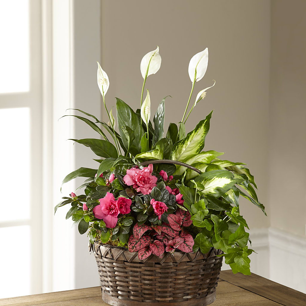 Dream in Pink Dishgarden – Taylor Florist, Billerica MA