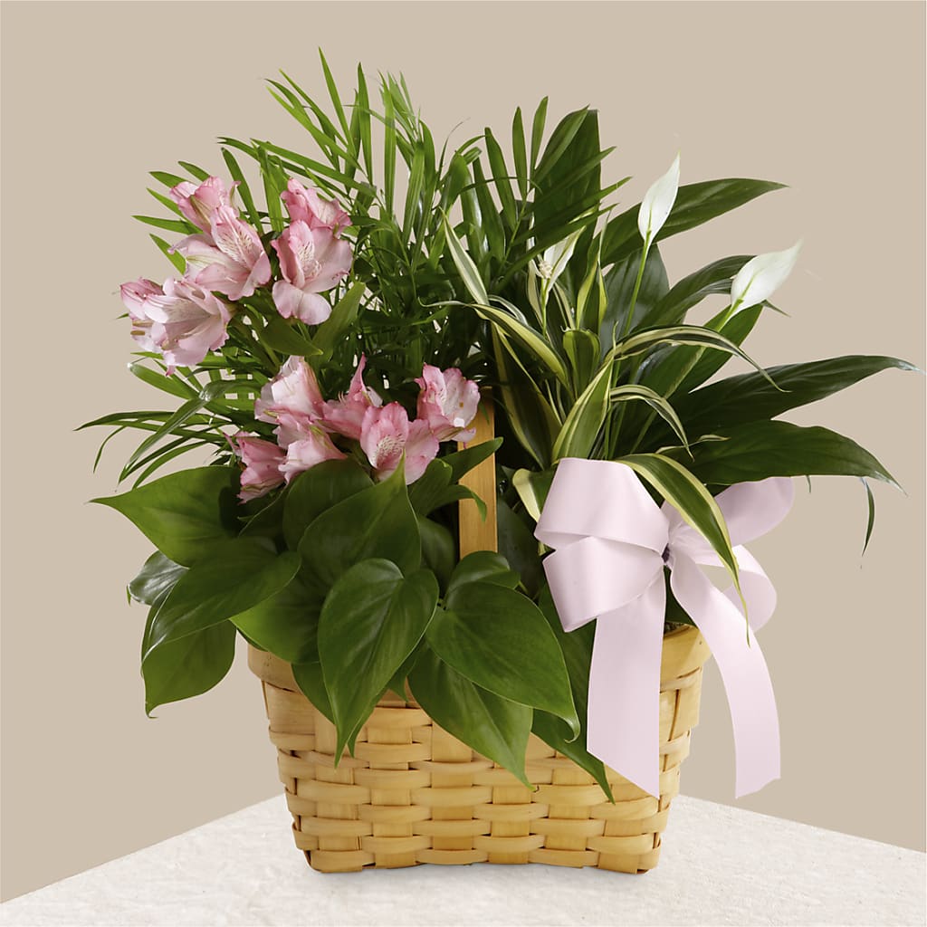 Living Spirit Dishgarden – Taylor Florist, Billerica MA