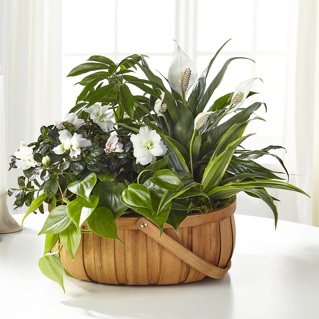 Serene Dishgarden – Taylor Florist, Billerica MA