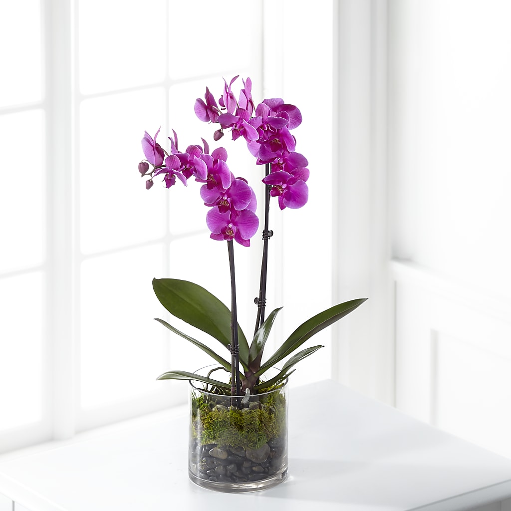 Pink Orchid Plant – Taylor Florist, Billerica MA