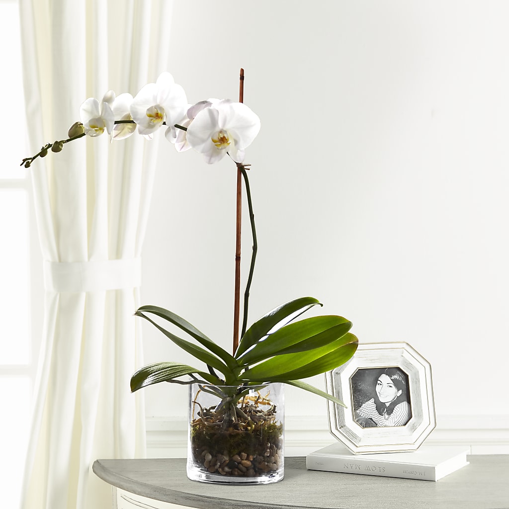 White Orchid Planter – Taylor Florist, Billerica MA