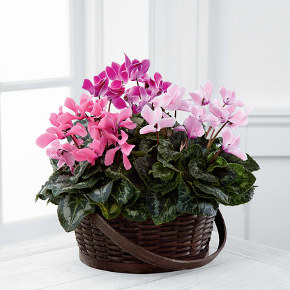 Mixed Cyclamen Planter –  Taylor Florist, Billerica MA