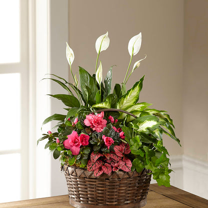 Dream in Pink Dishgarden –  Taylor Florist, Billerica MA