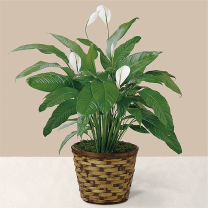 Tranquil Moments Peace Lily Plant –  Taylor Florist, Billerica MA