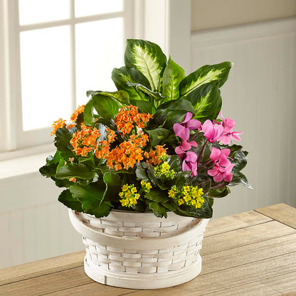 Color Crush Dishgarden –  Taylor Florist, Billerica MA