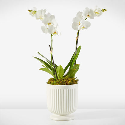 Whispering White Orchid –  Taylor Florist, Billerica MA