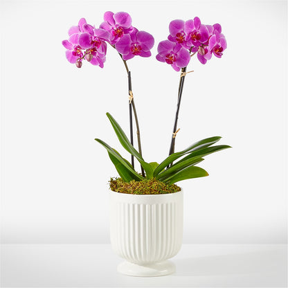 Friendly Fuchsia Orchid –  Taylor Florist, Billerica MA