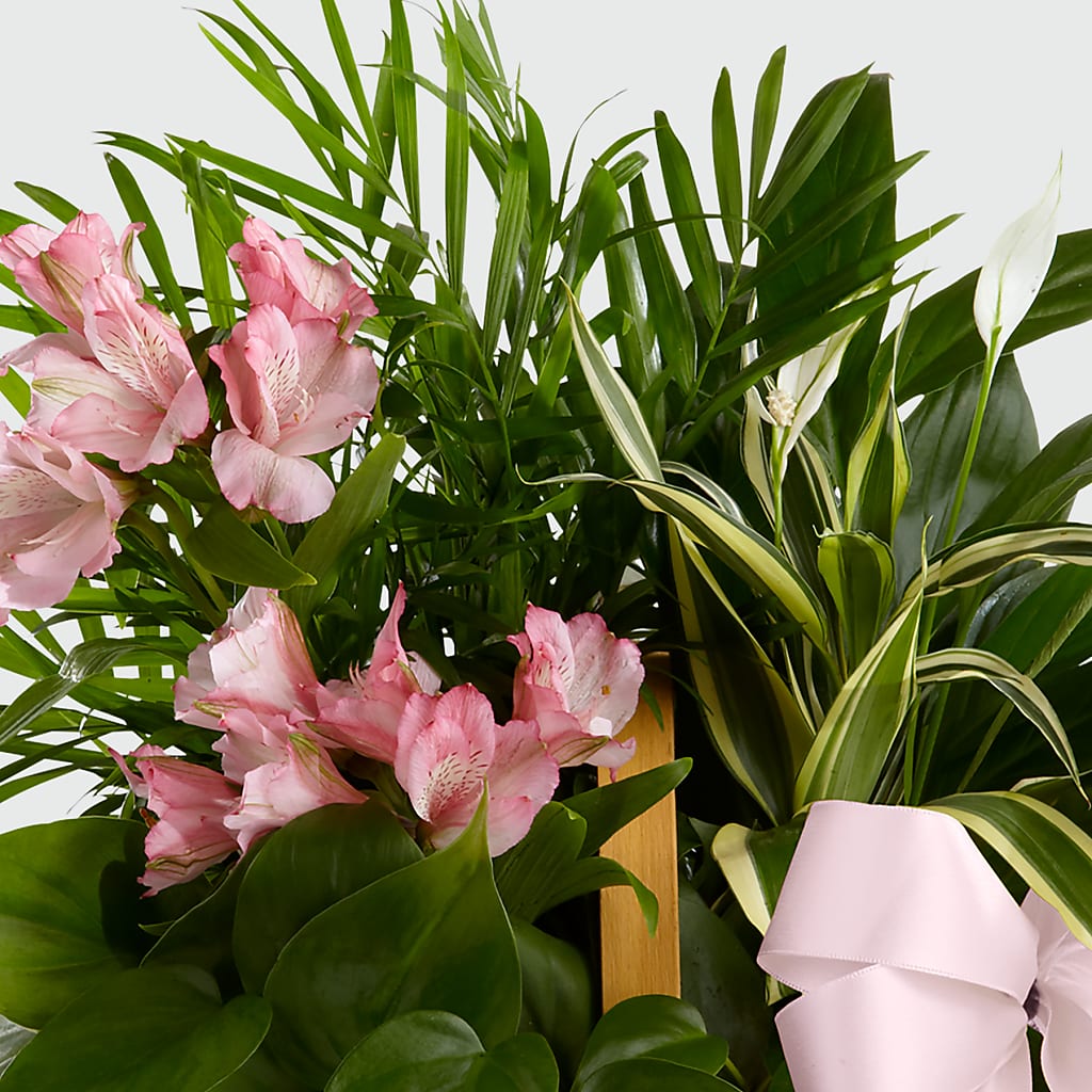 Living Spirit Dishgarden –  Taylor Florist, Billerica MA