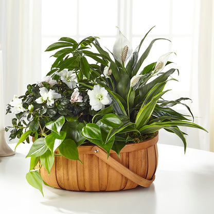 Serene Dishgarden –  Taylor Florist, Billerica MA