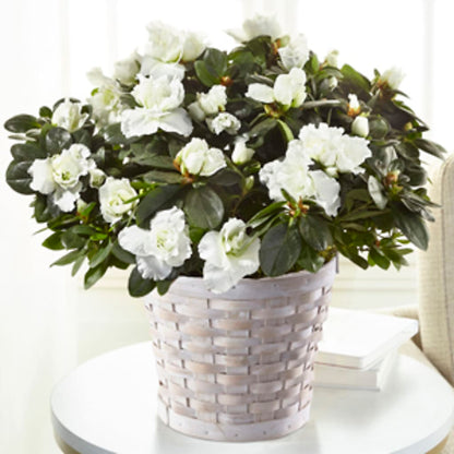 White Azalea Plant –  Taylor Florist, Billerica MA
