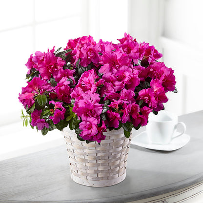 Hope & Serenity Azalea Plant –  Taylor Florist, Billerica MA