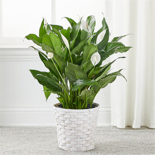 A New Leaf Peace Lily –  Taylor Florist, Billerica MA