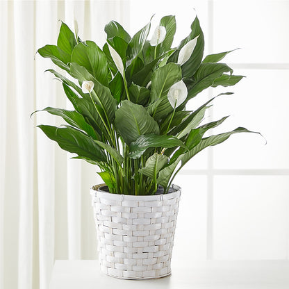 A New Leaf Peace Lily –  Taylor Florist, Billerica MA