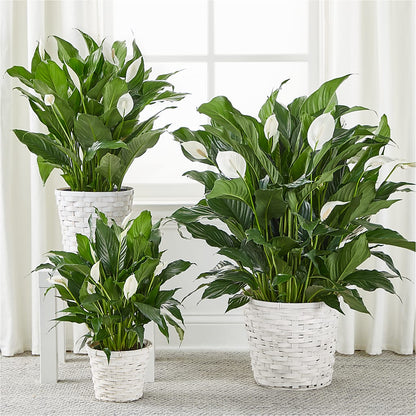 A New Leaf Peace Lily –  Taylor Florist, Billerica MA