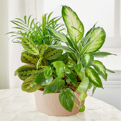 Balance & Harmony Dishgarden –  Taylor Florist, Billerica MA