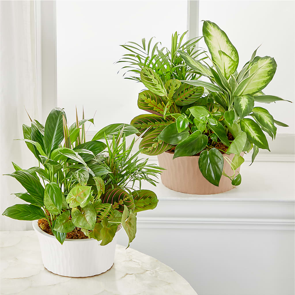 Balance & Harmony Dishgarden –  Taylor Florist, Billerica MA