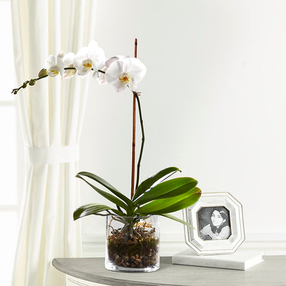 White Orchid Planter –  Taylor Florist, Billerica MA