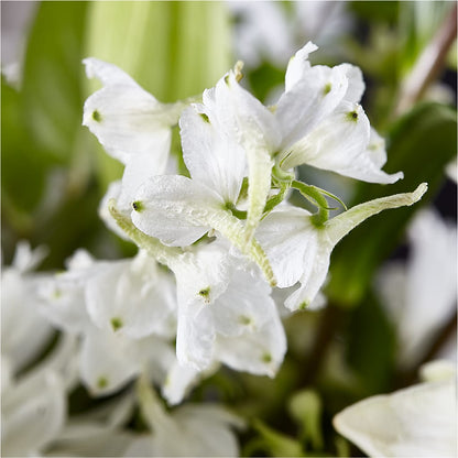 Classic Ivory – A Florist Original –  Taylor Florist, Billerica MA